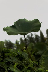E066D567-DAB1-4F93-811C-F53669722EAC/L0/001