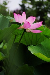 42ED3D4B-48C4-4E65-B537-7CB25A04F123/L0/001