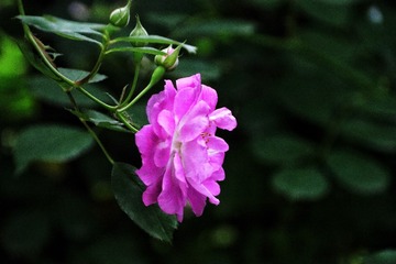 FA0ECACF-52F2-4A70-935D-110F95D324CC/L0/001