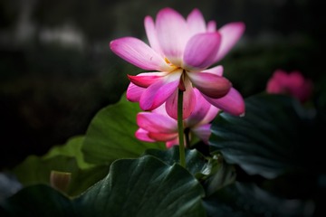 D492552C-3A8A-4CA5-A37C-0D4A2F825061/L0/001