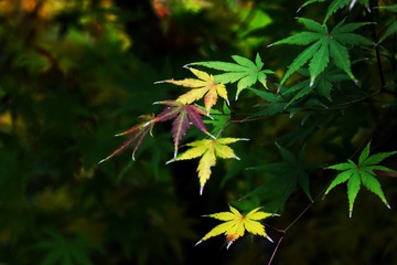 384D7617-2ACC-407D-BFA9-60A2651FA9D4/L0/001