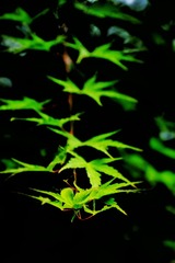 01DB9D0D-4D02-4158-8578-205C5F2CE51B/L0/001
