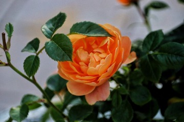 8DF55FB4-5AEE-4410-8639-A45EDB071C22/L0/001
