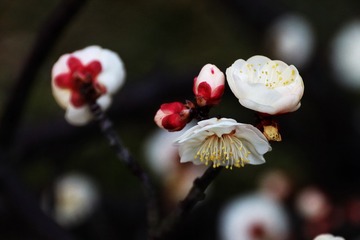 16CF8005-5090-48FB-9D8A-7FF19CC78D78/L0/001