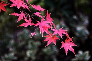 CB190A80-2A02-4C7F-B412-BE5336E5584B/L0/001