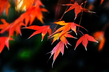 CD2096E3-11D3-4110-B244-B1117614AB0A/L0/001