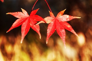 C31B7891-A05A-4C69-9D59-55AFF4F5A7B8/L0/001