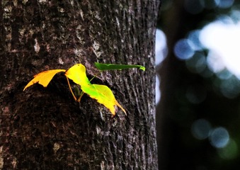 877355ED-05D2-4045-9CDD-A7DBBFC4B0F8/L0/001