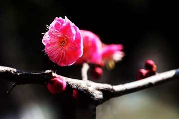 C4BED493-320A-4485-A708-D8A426588125/L0/001