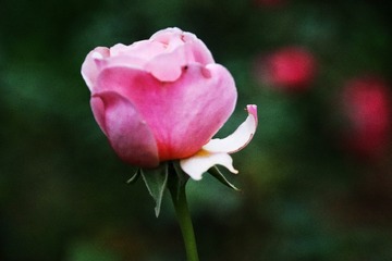 B648DCB5-9E35-4AD9-AEC5-650D2BBE4114/L0/001