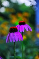 16342905-B385-4554-958C-0E7DBCC2E82D/L0/001