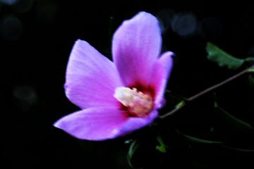 369C7925-74EC-44C3-AC40-31C240A4AA0A/L0/001