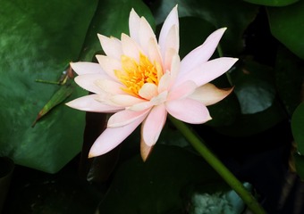 12F9BFE8-C46E-40A1-94D6-07B762D99AE4/L0/001
