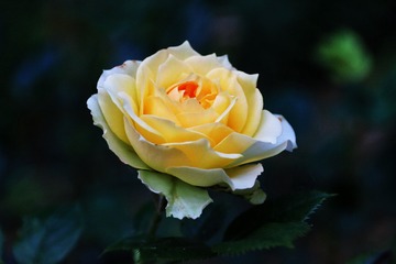 34BD6ABD-7D55-41BA-B5B1-82DC4E234233/L0/001