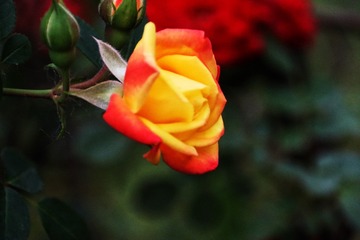 D255340E-E01B-4119-8541-2A4CD28F990E/L0/001