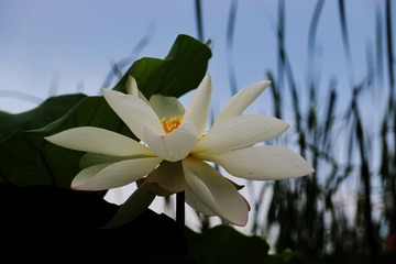 51BB580A-E250-4668-8CF1-1C7676BD99AE/L0/001