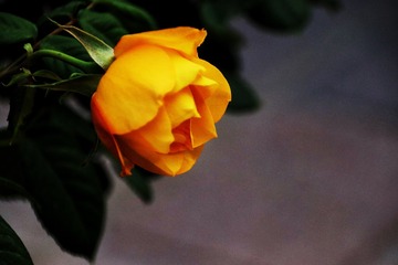 A694BC90-8C05-4B2A-9D7D-6194440144CA/L0/001