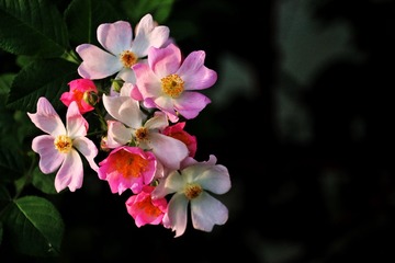 4CF077CB-45B5-4A87-BD26-B7AE90AA3682/L0/001