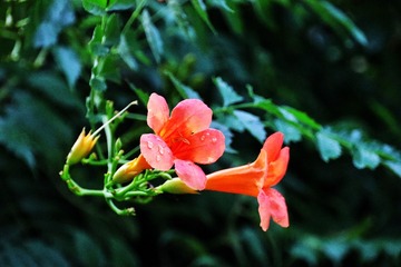 00D2006B-BBD9-4241-9525-27F5BBD15FD1/L0/001