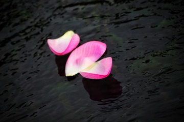 5C5D01A2-8169-454F-8731-773A14F416A5/L0/001