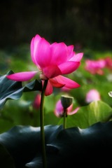 CD035336-A60E-4BC1-89CC-D25340DA395F/L0/001
