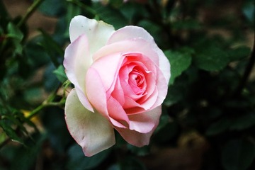 C933900F-EE6A-471D-A0E2-6DD9D196AEB5/L0/001