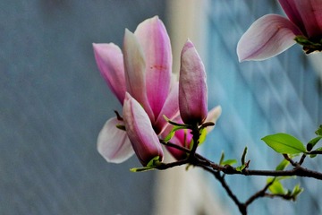 55A2945B-21B5-4ABF-A84D-AD5785247BC7/L0/001