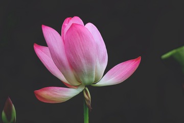 1B0DFD9F-C448-4E6D-9712-D8FA6D5B48E1/L0/001