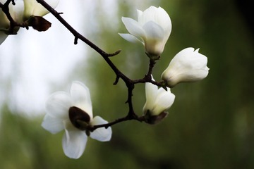 1DC7F2FF-4A30-4D3C-B409-C5190D3DAC6C/L0/001