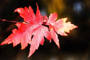 92DDCDE5-A820-44FB-BCCA-D2001350C279/L0/001