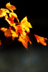 44F26C47-179F-493F-BF1E-0E7DD24053A9/L0/001