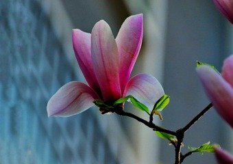A9DFD4C0-3821-47D8-938E-4617DE7477AF/L0/001