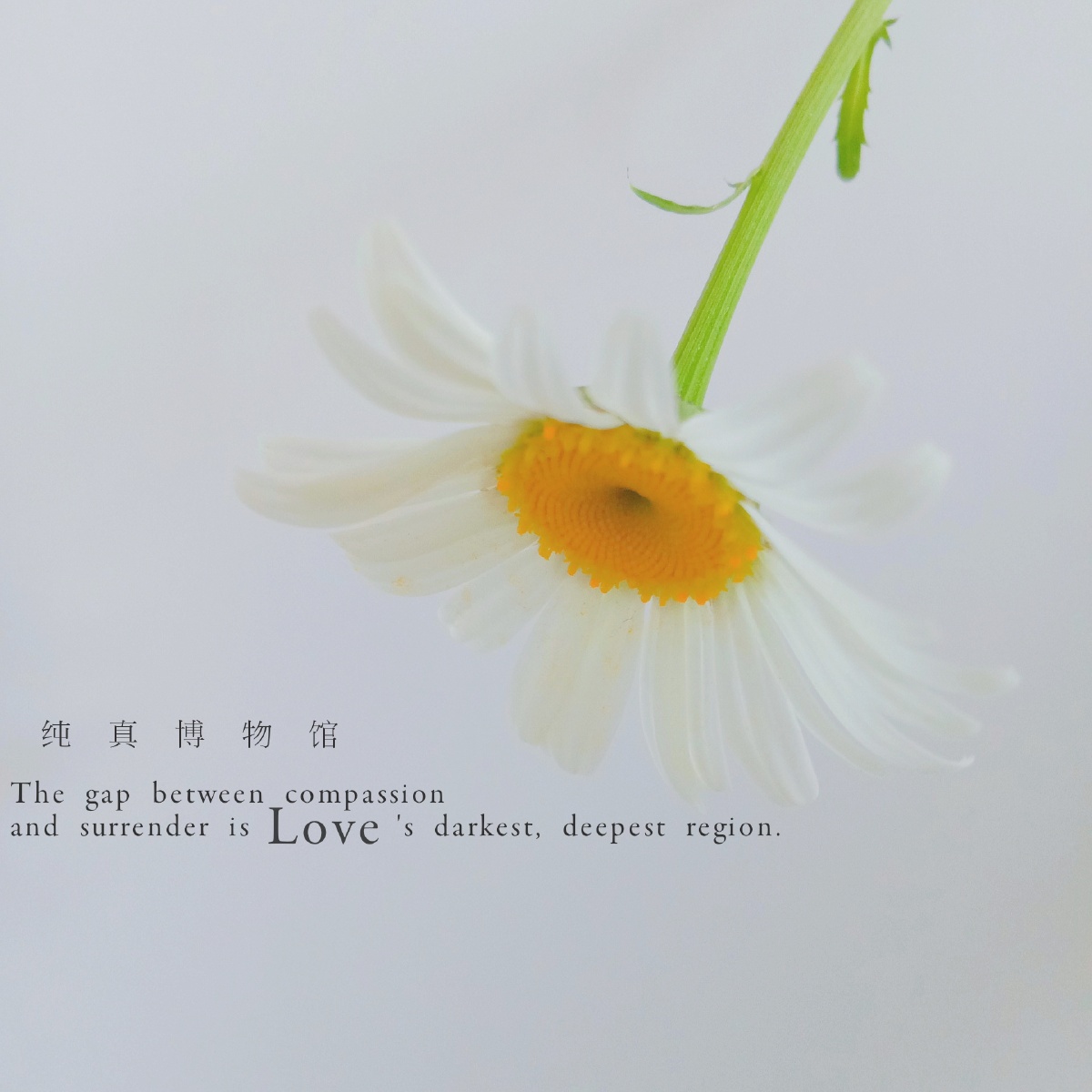 04615561037377daisy雏菊の花语天真和平希望纯洁的美