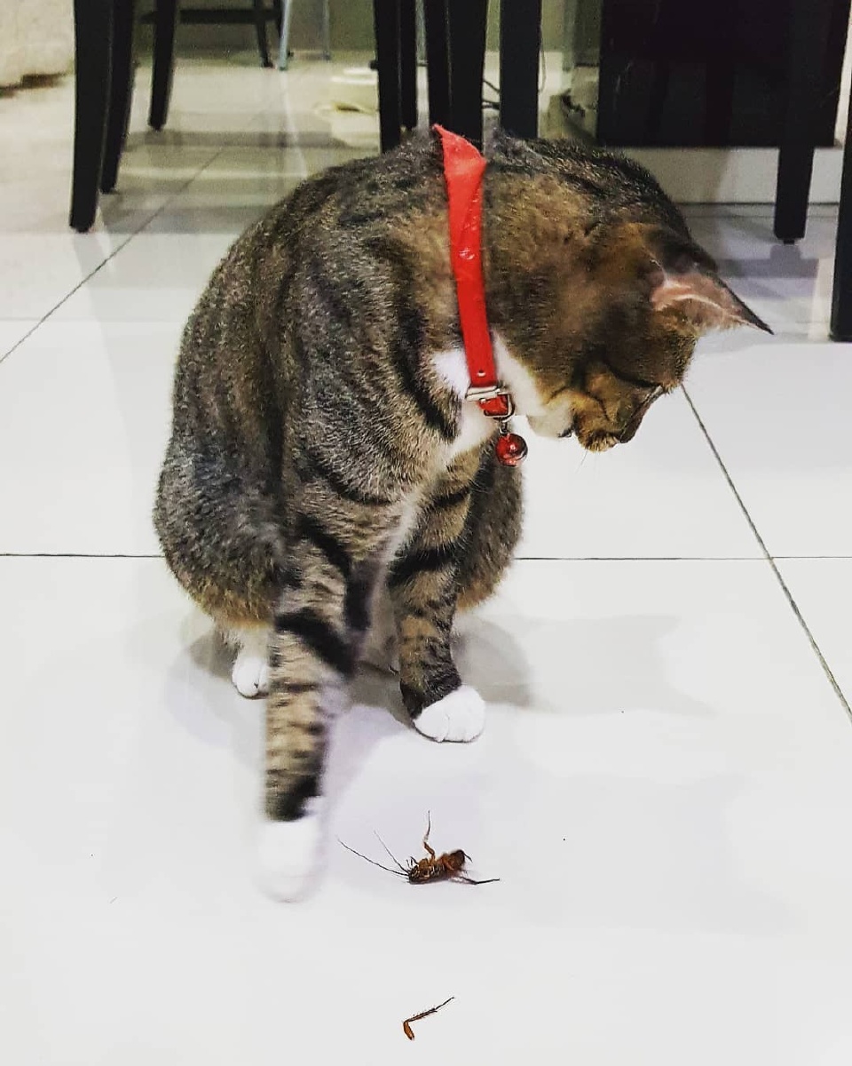 有打蟑螂的工作介绍么