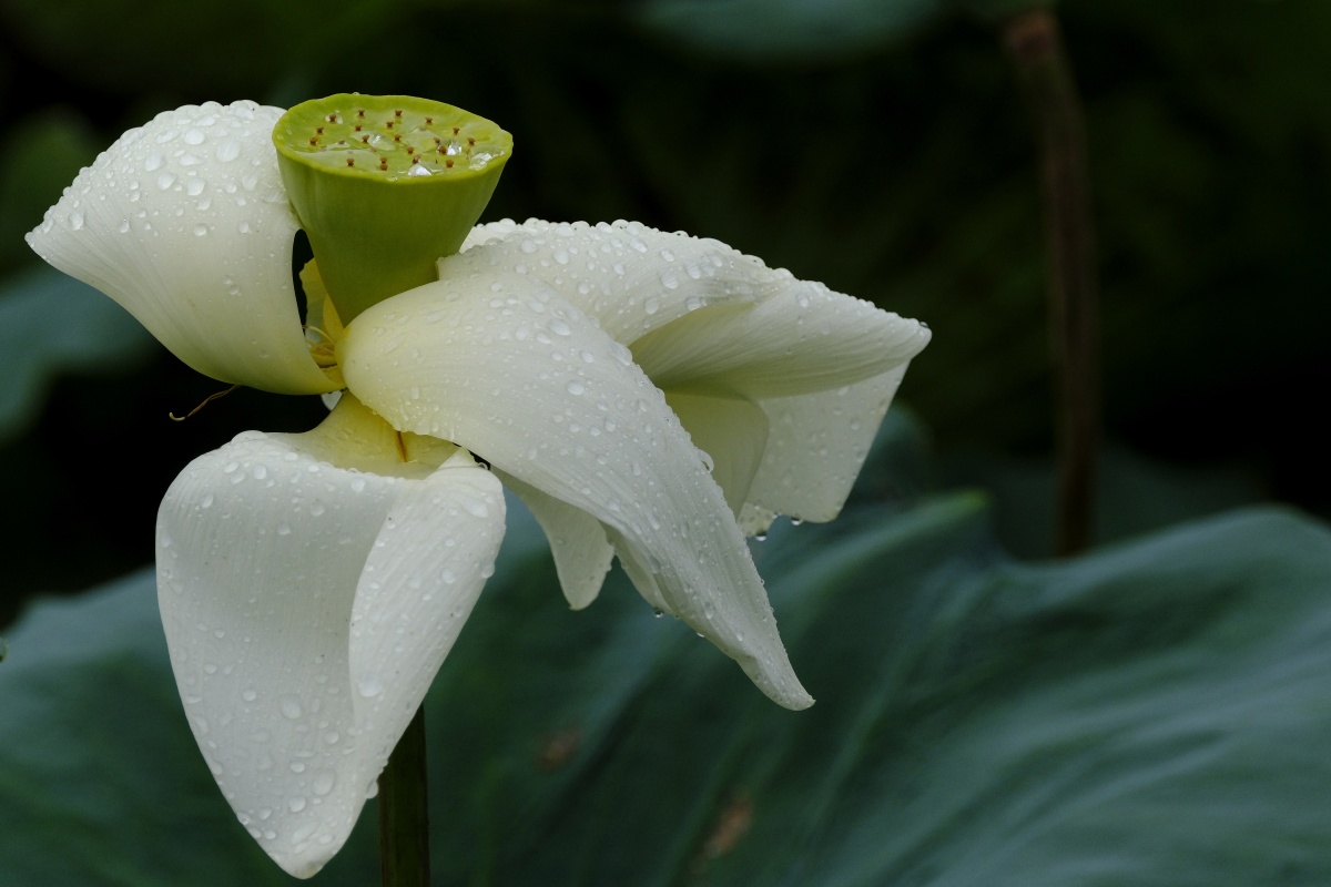 荷香百亩淡雅脱俗沁人心脾