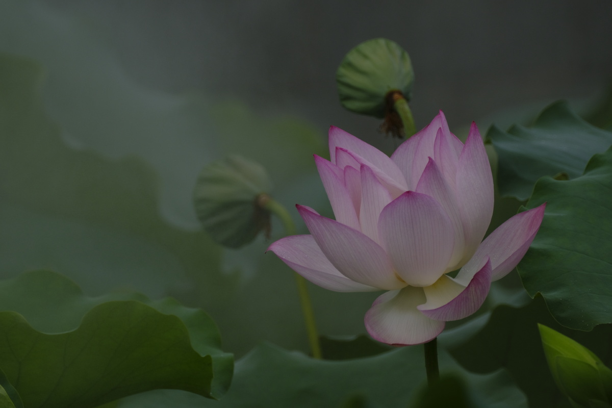 荷香百亩淡雅脱俗沁人心脾