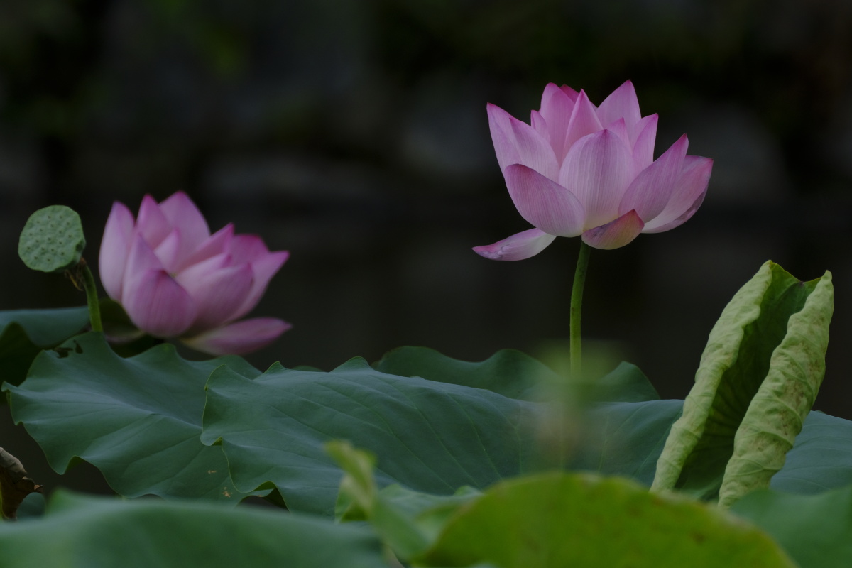 荷香百亩淡雅脱俗沁人心脾