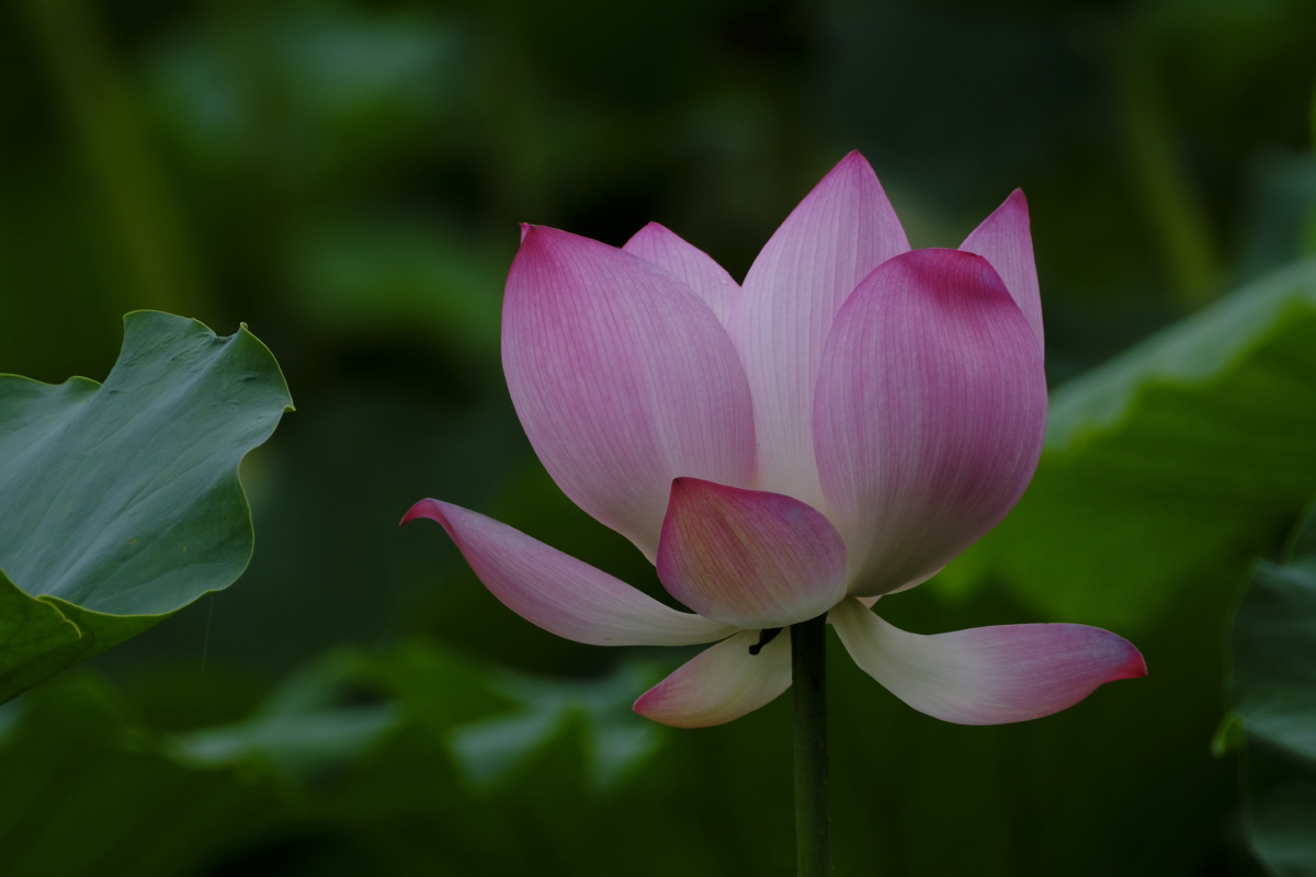 荷香百亩淡雅脱俗沁人心脾