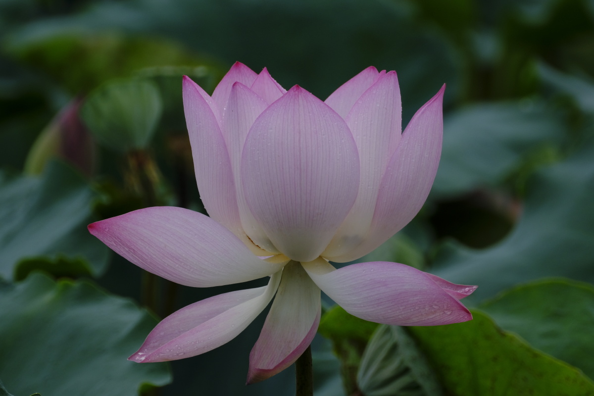 荷香百亩淡雅脱俗沁人心脾