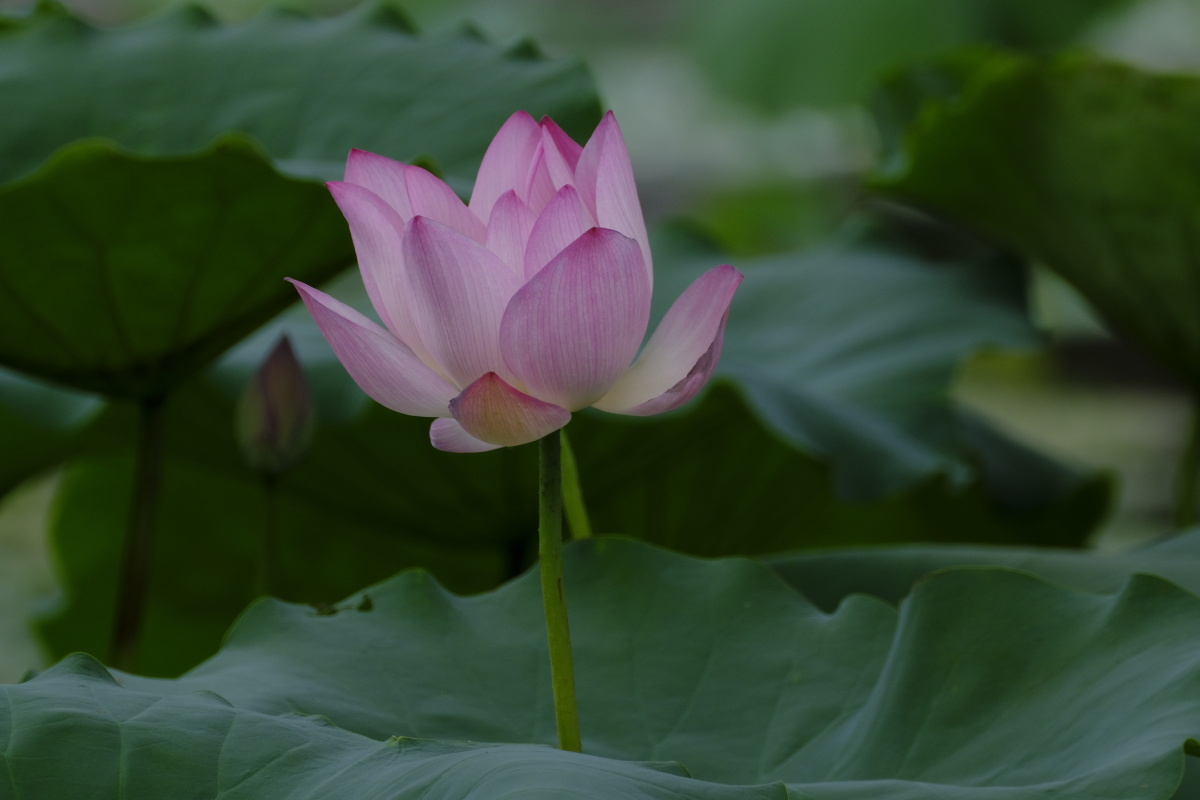 荷香百亩淡雅脱俗沁人心脾