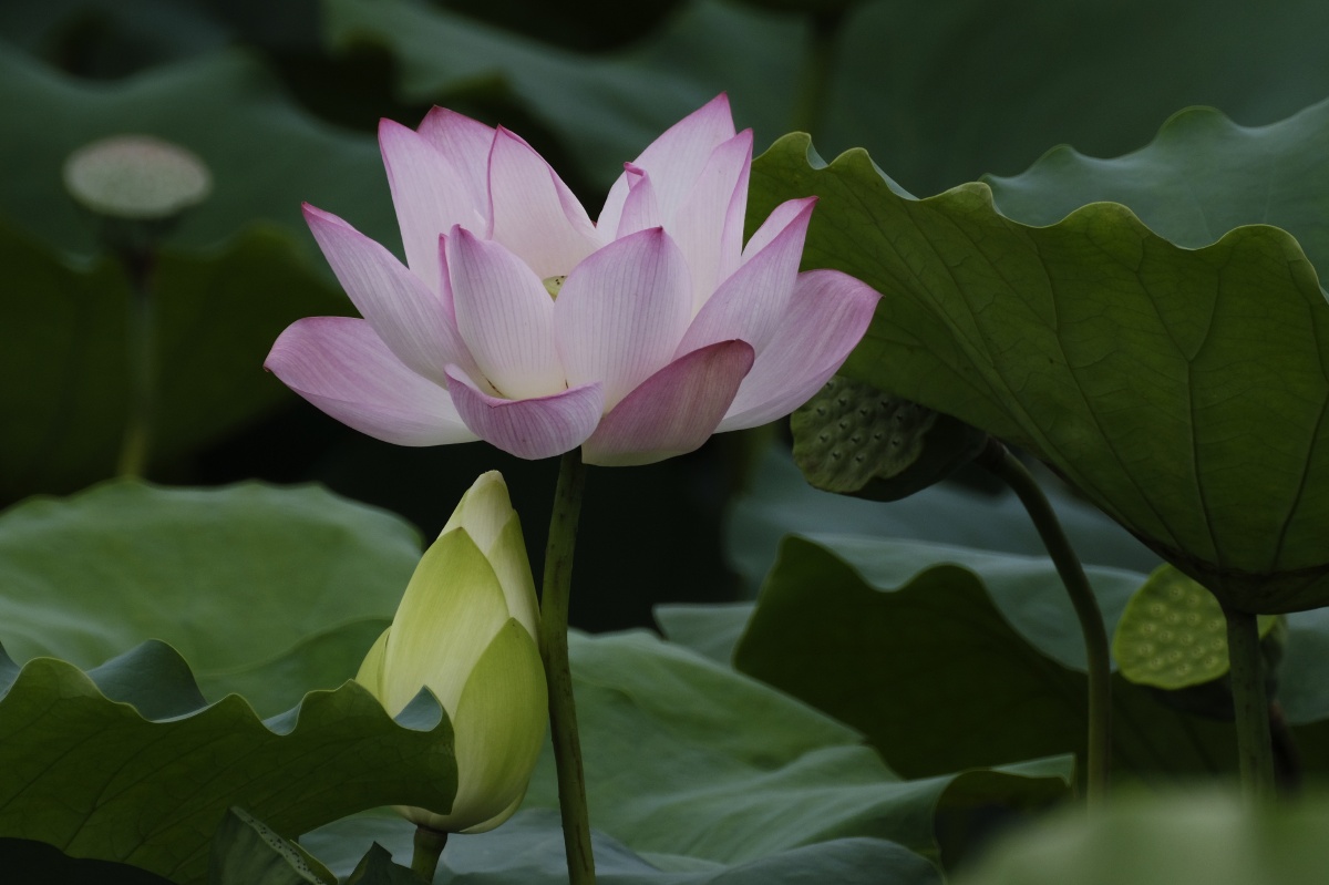 荷香百亩淡雅脱俗沁人心脾