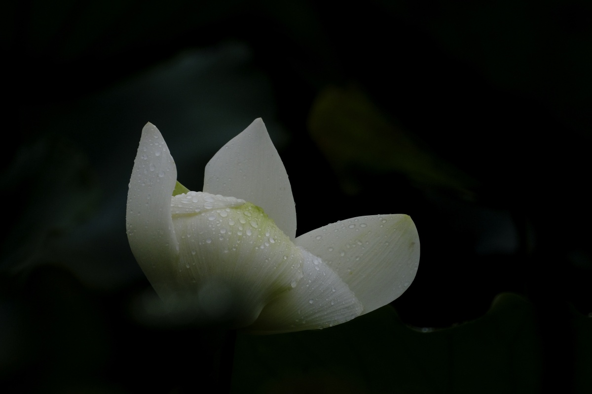 荷香百亩淡雅脱俗沁人心脾