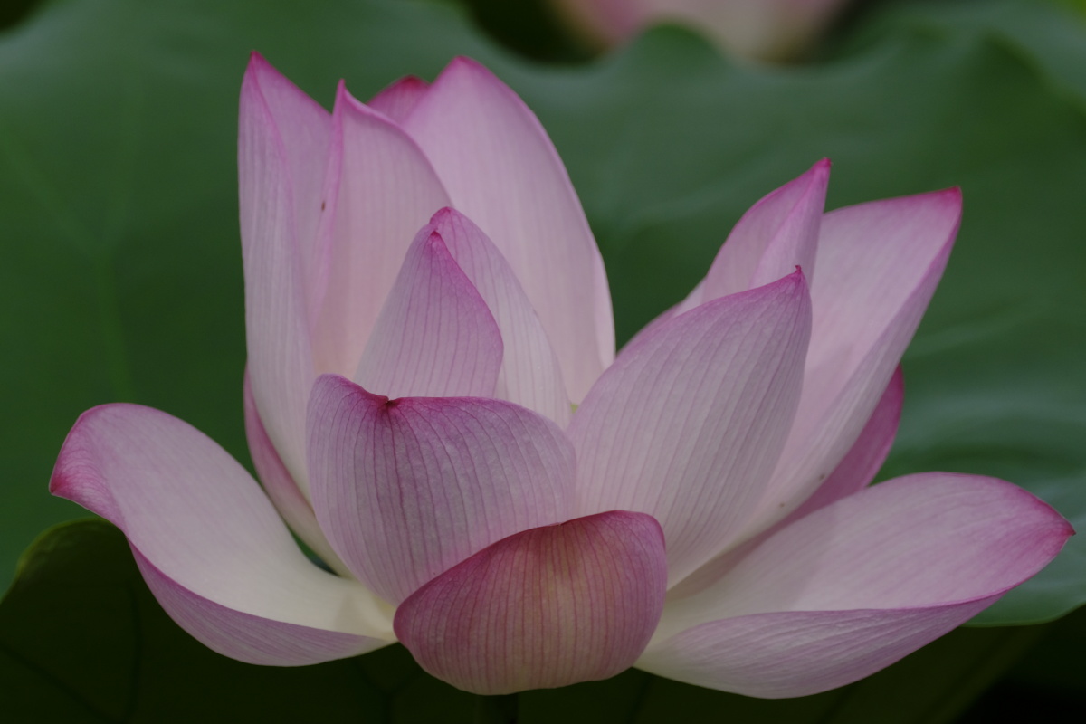 荷香百亩淡雅脱俗沁人心脾