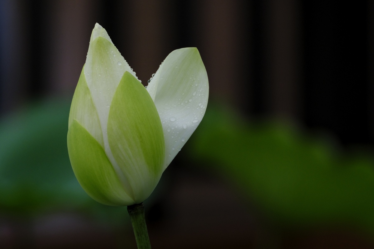 荷香百亩淡雅脱俗沁人心脾
