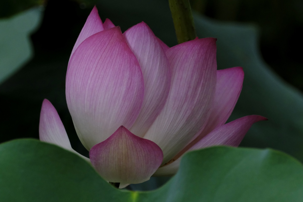 荷香百亩淡雅脱俗沁人心脾