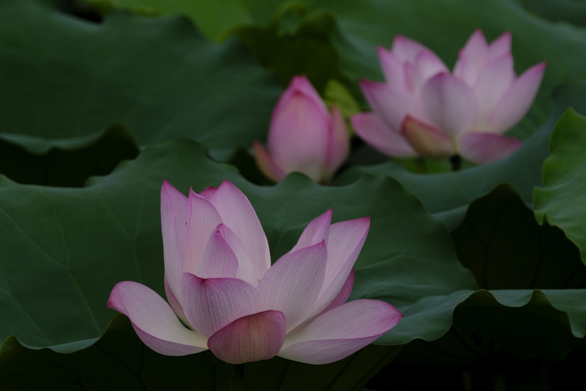 荷香百亩淡雅脱俗沁人心脾