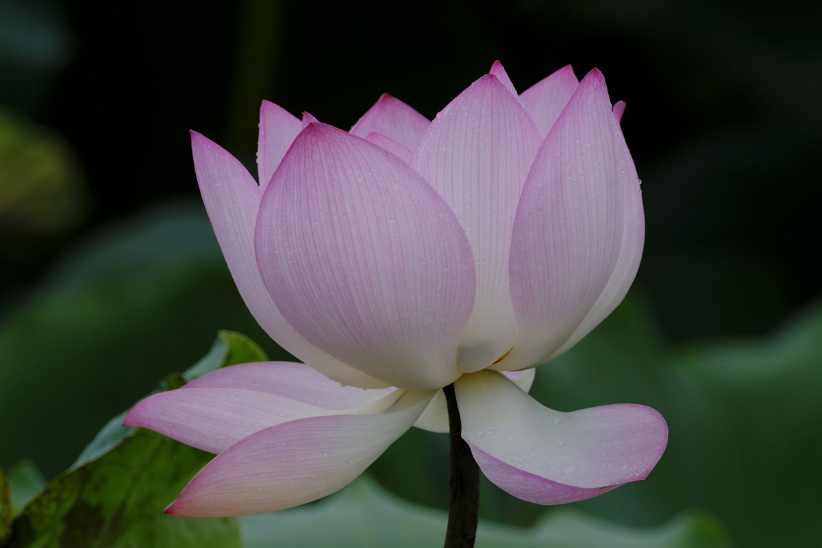 荷香百亩淡雅脱俗沁人心脾