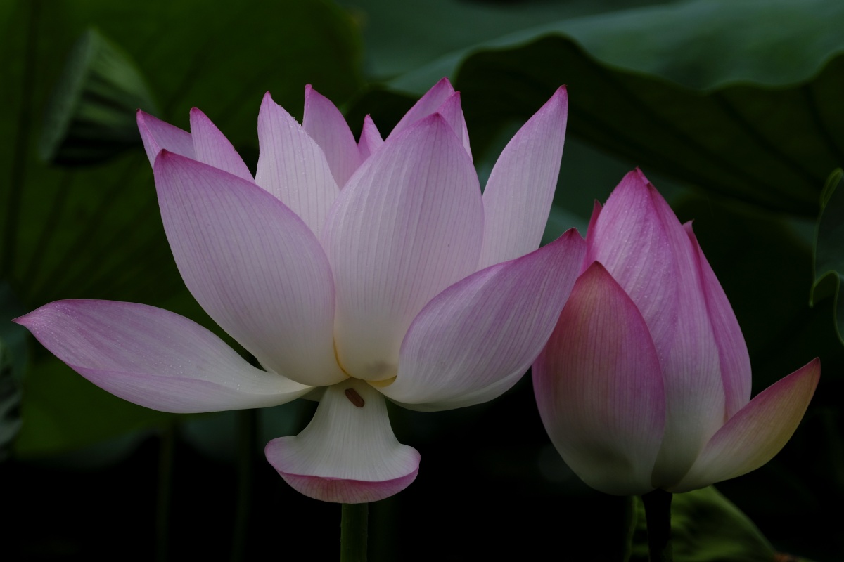 荷香百亩淡雅脱俗沁人心脾