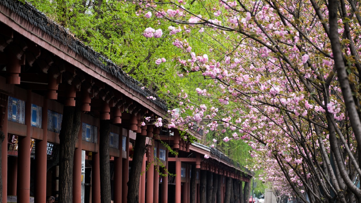 晓看红湿处花重锦官城