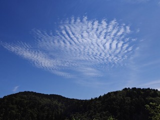 1000046617